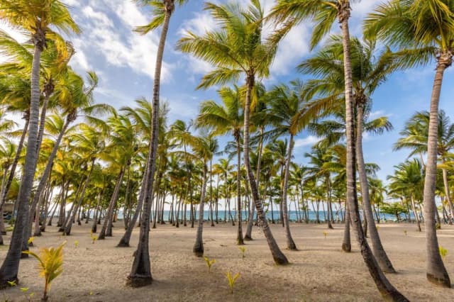 Oferta speciala Republica Dominicana - Playa Bachata Resort 4* - zbor direct din Bucuresti