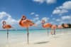 SUPER OFERTA ARUBA, CU ZBOR DIN BUCURESTI ✈️