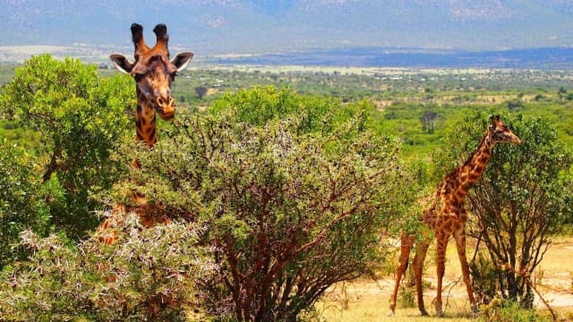 OFERTA KENYA CU PLECARE DIN CLUJ-NAPOCA